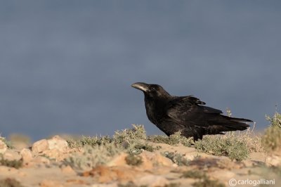 Corvo imperiale- Common Raven (Corvus corax ssp.tinginatus)