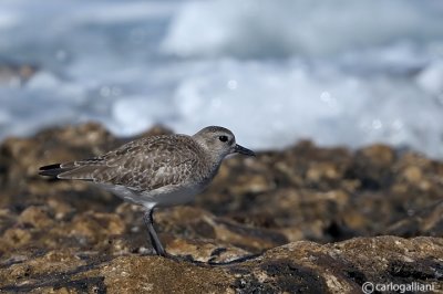 Pivieressa-Grey Plover (Pluvialis squatarola)