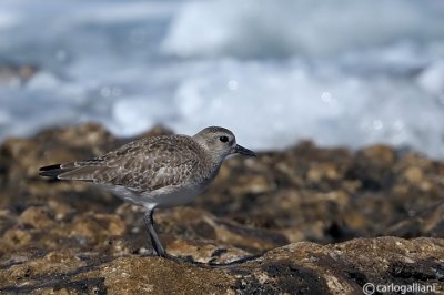 Pivieressa-Grey Plover  (Pluvialis squatarola)