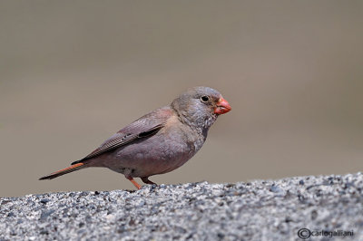 Trombettiere -Trumpeter Finch(Rhodopechys githaginea)