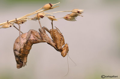 European Dwarf Mantis - Ameles spallanzania