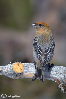 Ciuffolotto delle pinete -Pine Grosbeak( Pinicola enucleator)