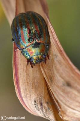 Chrysolina americana