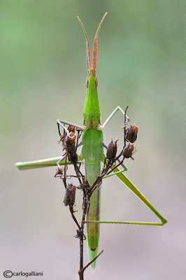 Acrida hungarica