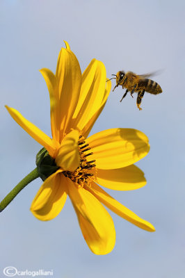 Apis mellifera