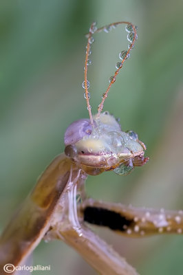 European mantis - Mantis religiosa 