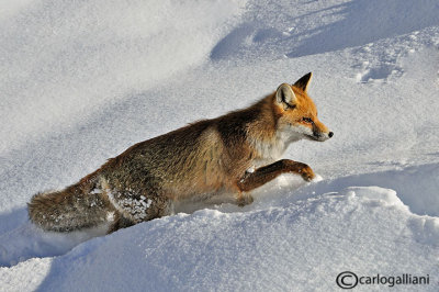 Volpe (Vulpes vulpes)