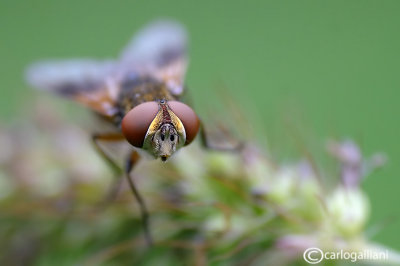 Ectophasia sp.