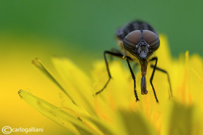 Stomorhina lunata