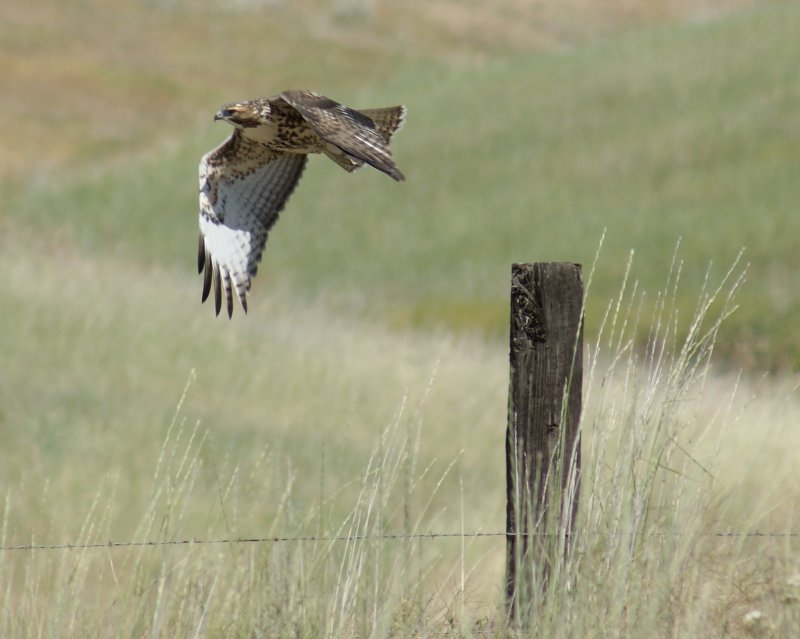 Red-Tailed Hawk