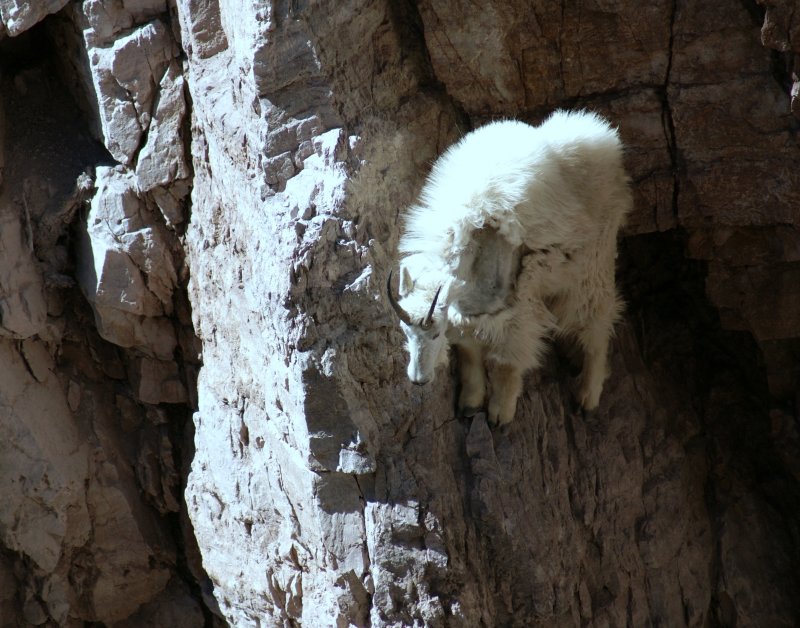 Mountain Goat.