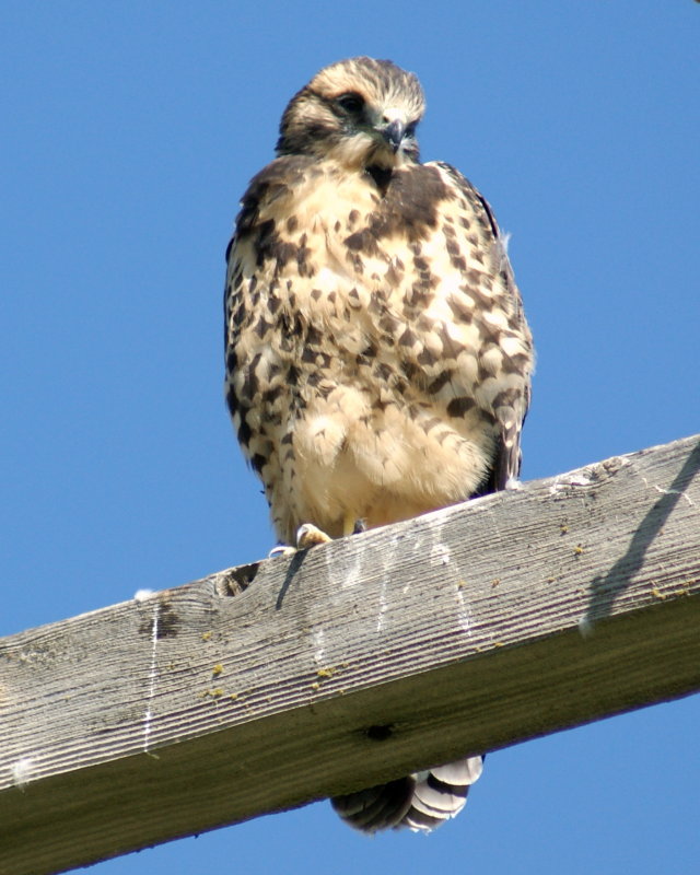  Swainson`s Hawk    (inmature)