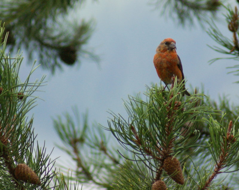 Red Crossbill