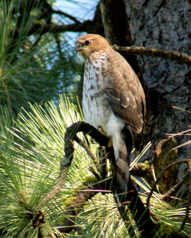 Sharp-Shinned Hawk