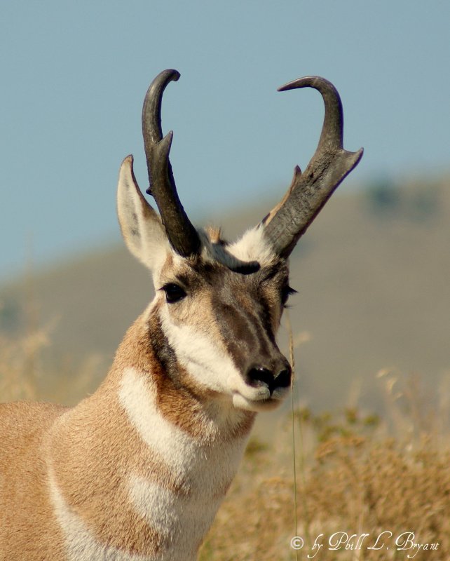 Pronghorn 