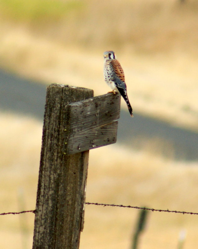  American Kestrel