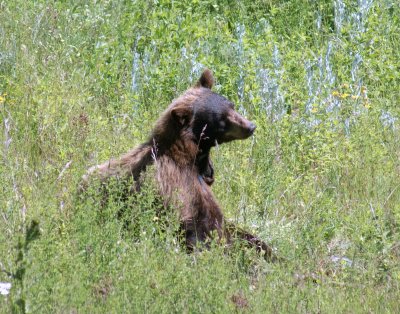 Young Black Bear