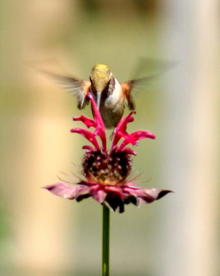 Hummingbird Refueling