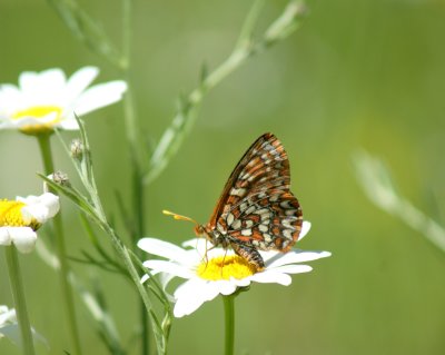 Fritillary type Unknown