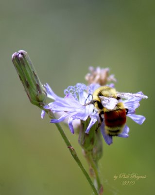 Bumble Bee on Chicory