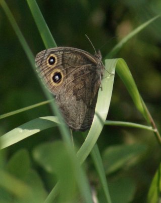 Great Basin Wood Nymph  Butterfly