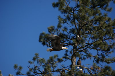 Bald Eagles