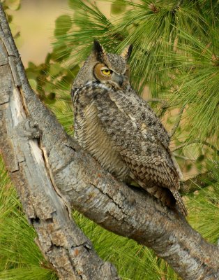 Great Horned Owl