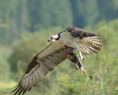 Osprey