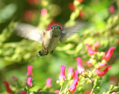 Hummingbirds