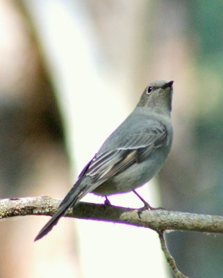 Townsend`s  Solitaire