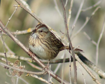 Lincoln`s  Sparrow