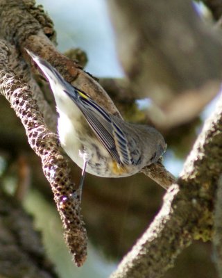 Yellow -rumpted Warbler 