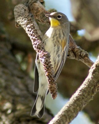 Yellow-rumpted Warbler