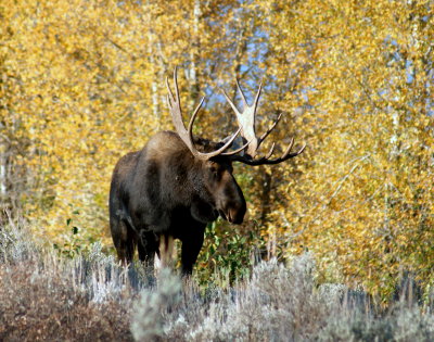 Bull Moose 