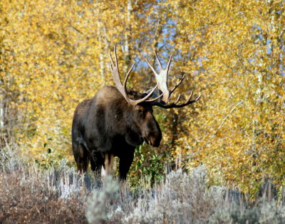 Moose