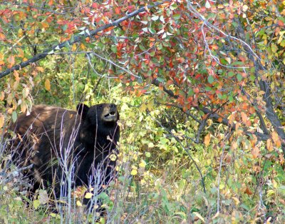 Black Bear