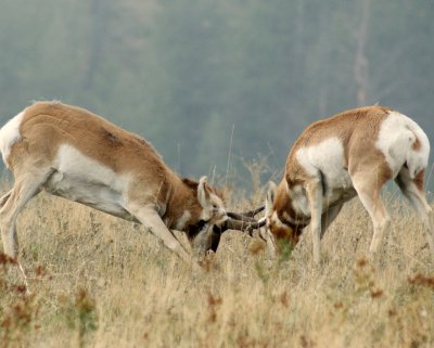 Pronghorn Antelope Fighting