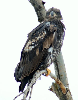 Juvinile Bald Eagle