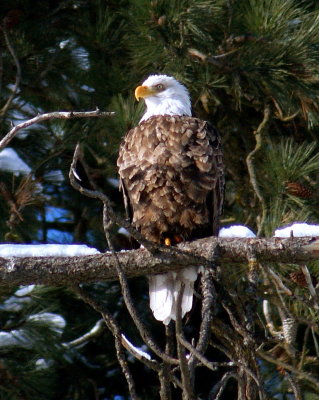 American Bald Eagle