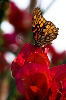 A MONARCH ALIGHTS