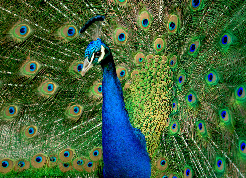 Peacock