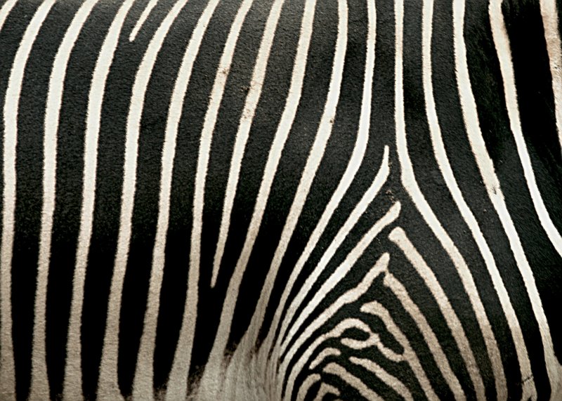 Zebra Close-up