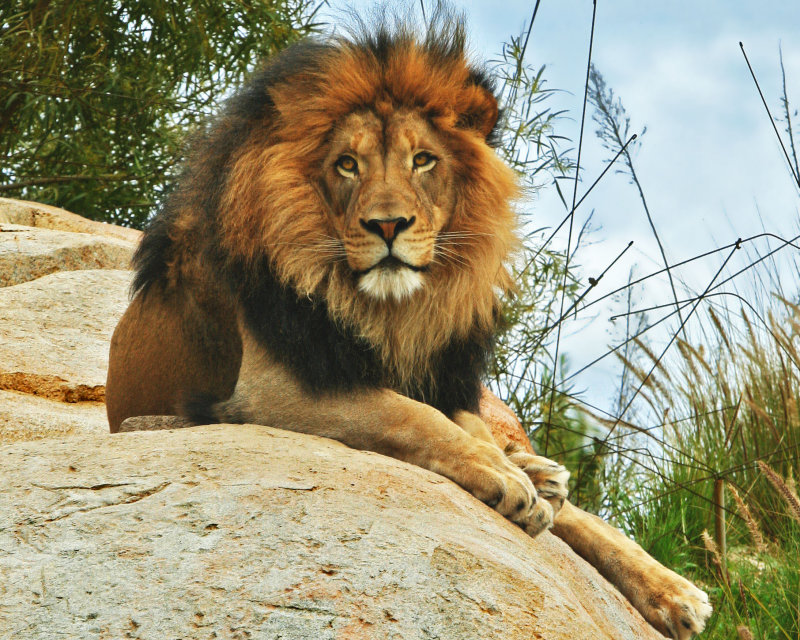 Lion, San Diego Wild Animal Park