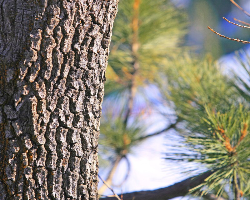 Big Bear Tree
