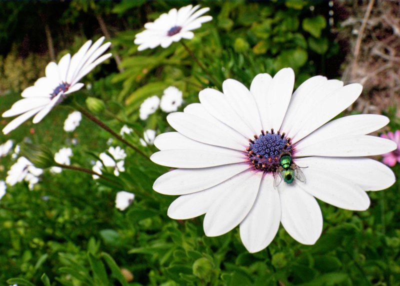 African Daisy with Bottle Fly
