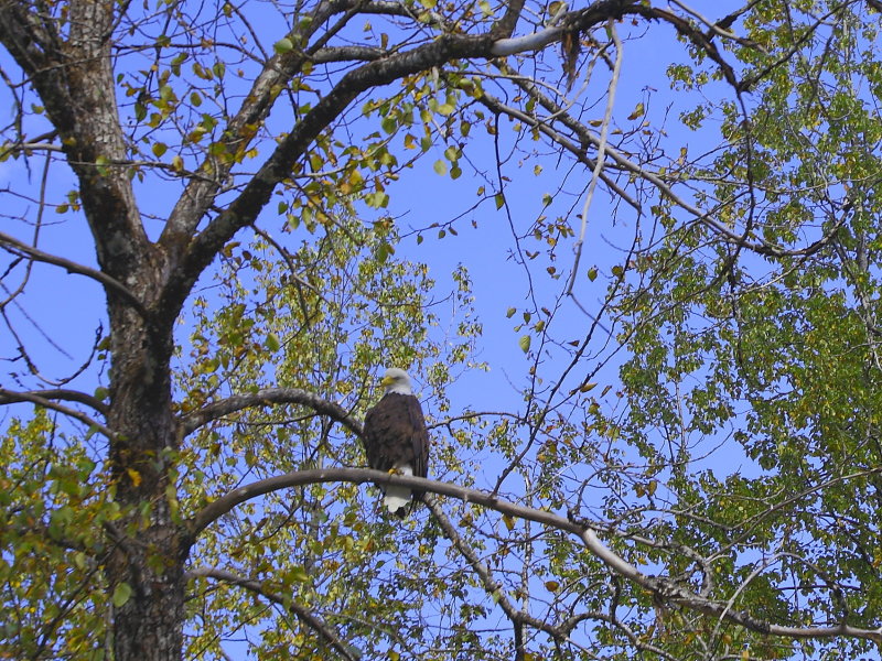 Eagle at Mendenhall