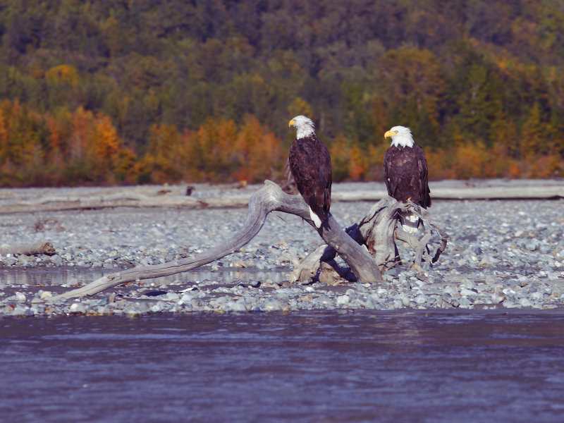 Eagles in Chilkat preserve