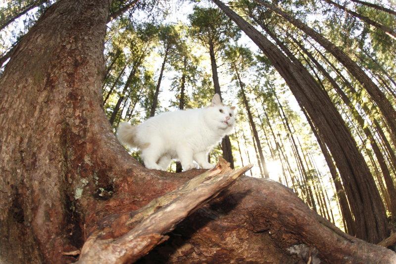 Wild beast