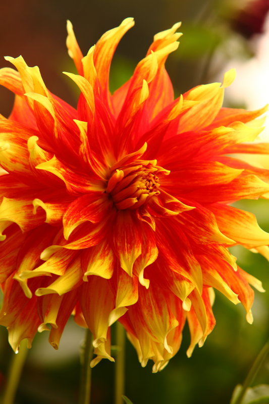Butchart Gardens