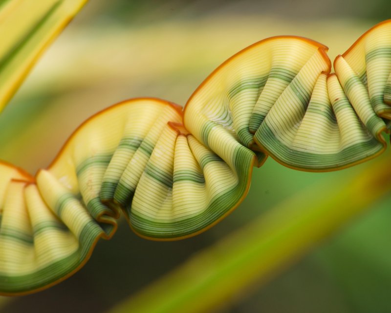 Nature gone wild